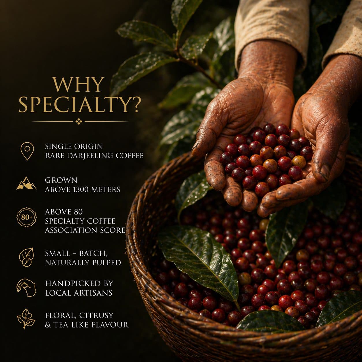 Saakya 100% Arabica Himalayan Coffee Special Blend | Whole Beans 250g image 5
